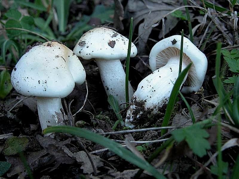 Un Hygrophorus per l''Amico Giovanni